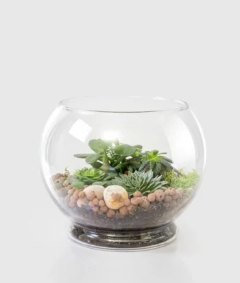 Tranquil Terrarium