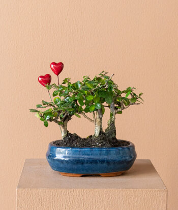 Duo Bonsai