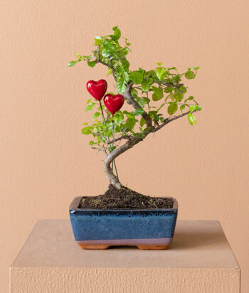 Love Bonsai