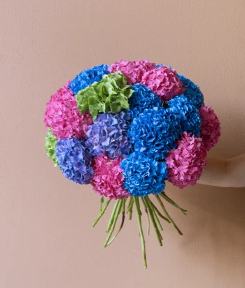 Hydrangea Harmony