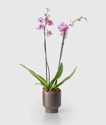 Orchid Allure