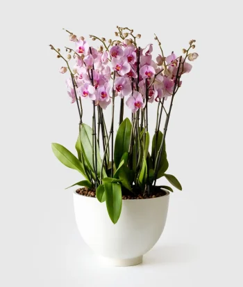 Orchid Opulence
