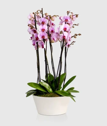 Orchid Legacy