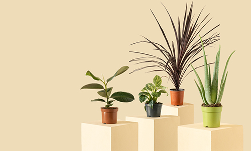 Homepage-banner-Plants-1-Mobile