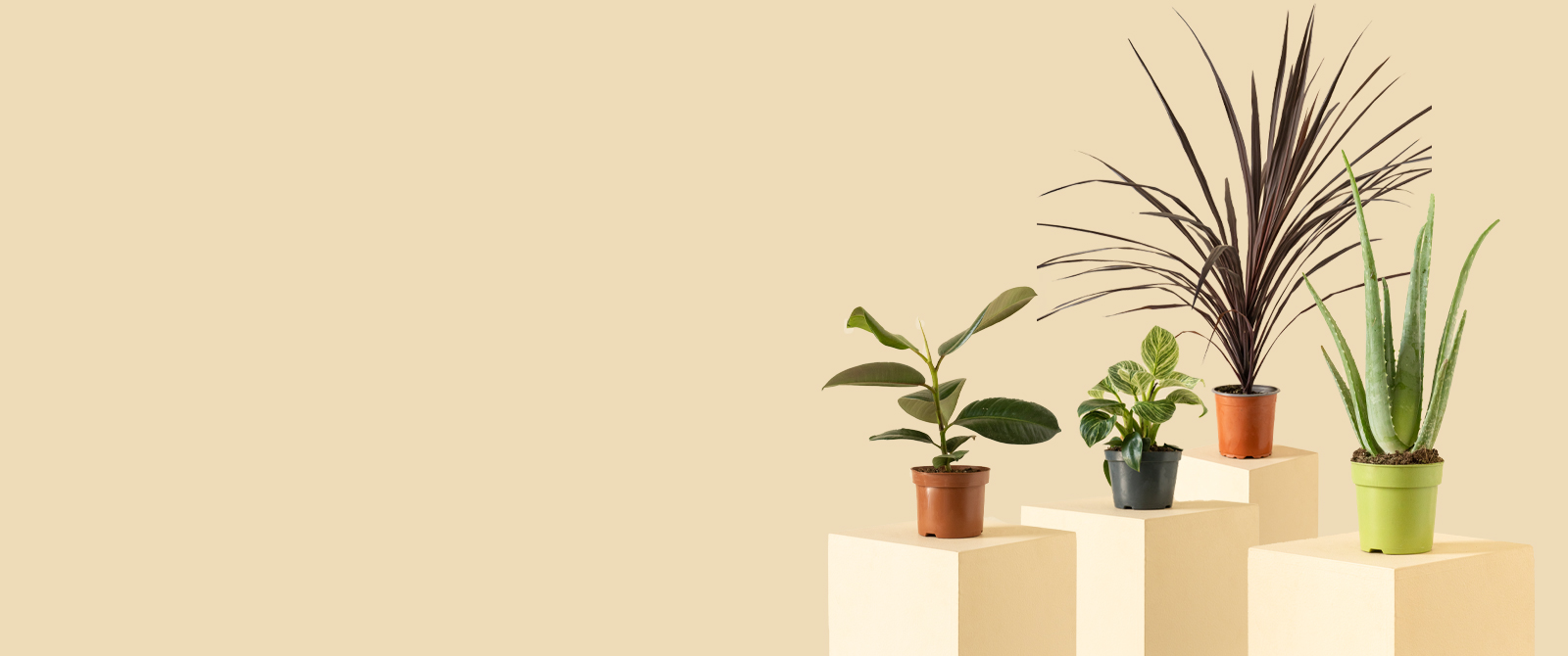 Homepage-banner-Plants-1