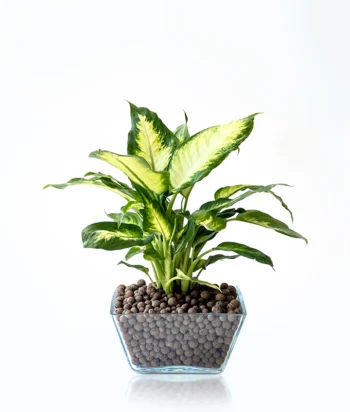 Dieffenbachia Camilla