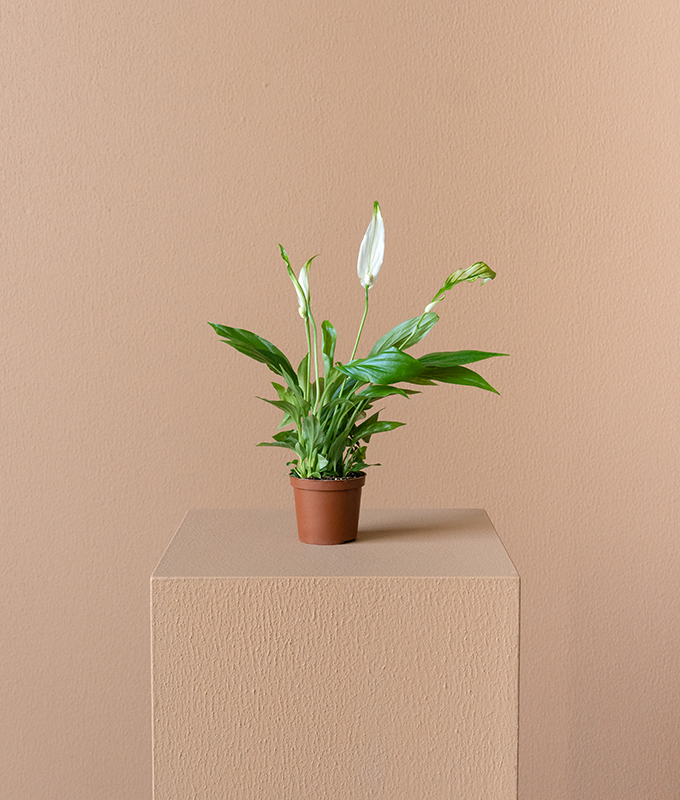 Spathiphyllum Chopin Alia Flowers