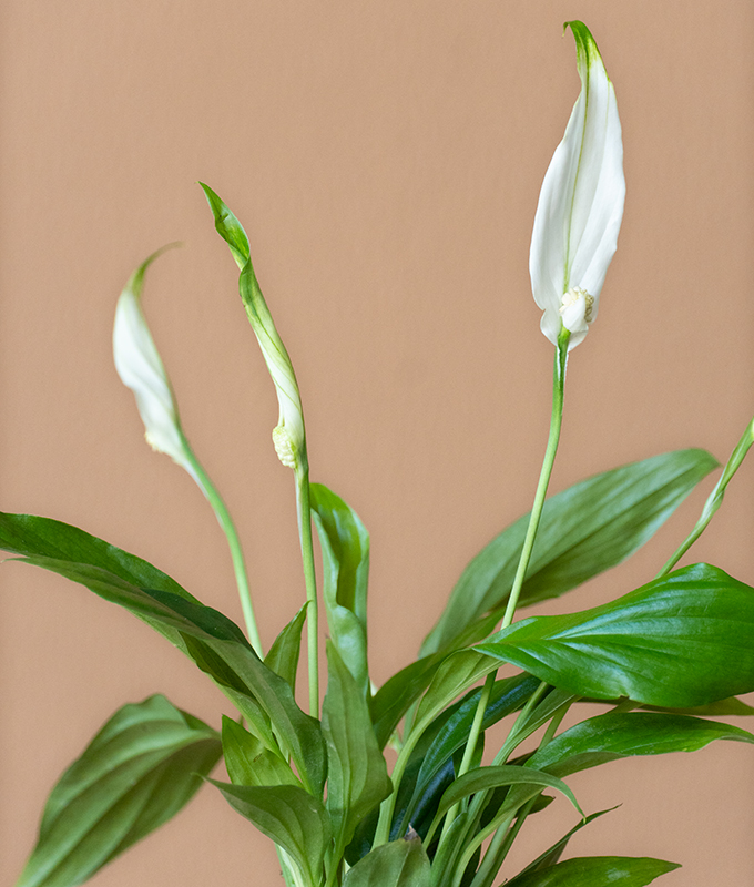 Spathiphyllum Chopin Alia Flowers