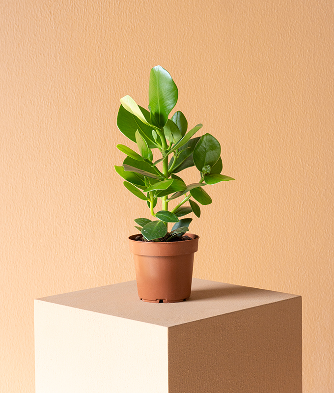 Clusia Princess Alia Flowers