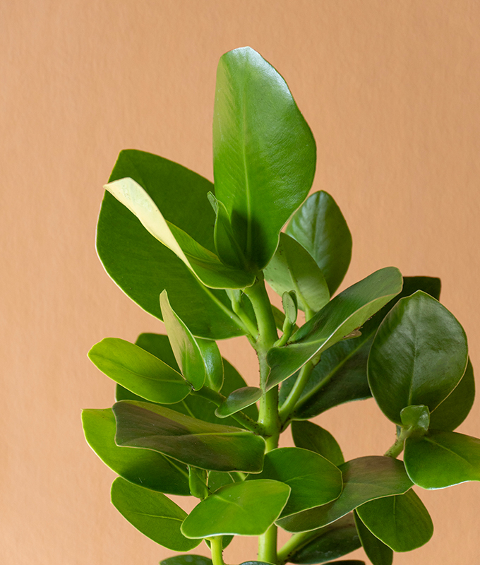 Clusia Princess Alia Flowers