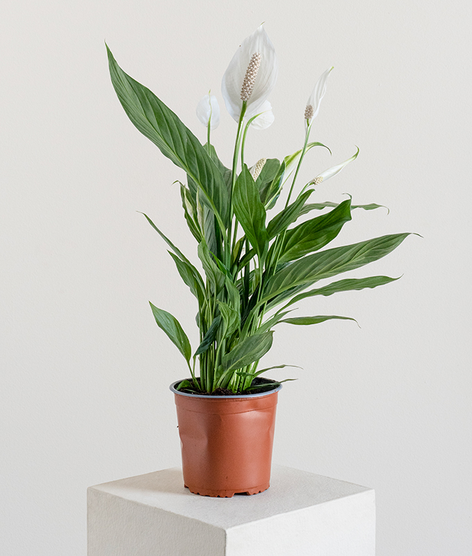 Spathiphyllum Sweet Silvio Alia Flowers