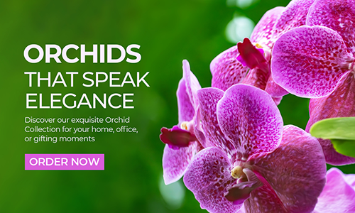 Orchid_Collection_Banner_mob2025