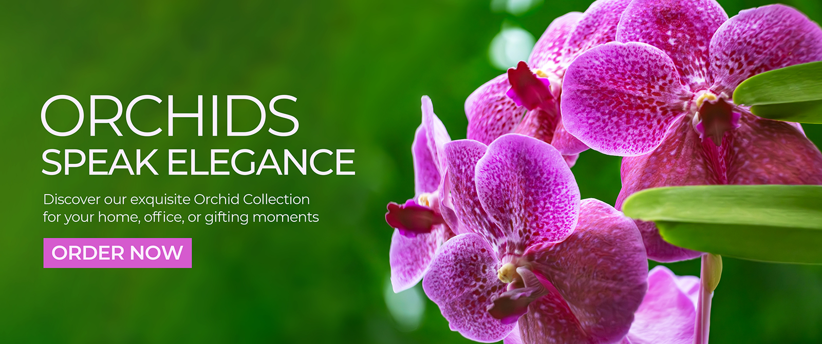 Orchid_Collection_Banner_web2025