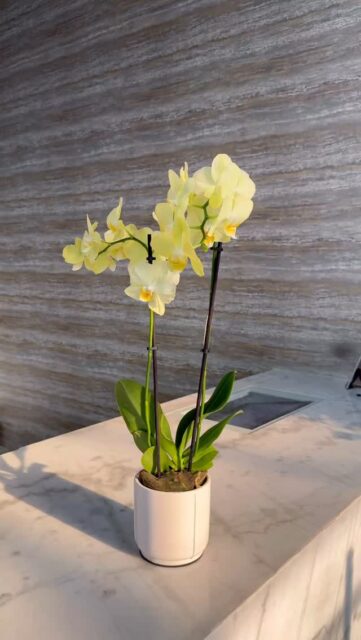 ✨ A world of orchids, waiting for you! 🌸
From elegant whites to vibrant purples, explore our stunning #orchid collection and bring home the beauty that lasts. 🪴💜
Shop now and let nature bloom in your space 🌿

#aliaflowers #aliaflowersbahrain #aliaflowersksa #OrchidLove #OrchidCollection #BloomWithAlia #IndoorPlants #OrchidDecor #PlantLovers #orchidaddict