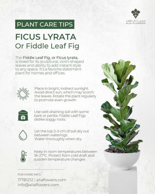 Ficus lyrata 🌱
The ultimate statement-maker for homes & offices!
Lush, tropical vibes? ✔
Air-purifying power? ✔
Meet the Fiddle Leaf Fig 🌿✨
Its bold, violin-shaped leaves instantly turn any space into a green sanctuary.

Water moderately—let the top soil dry before the next soak 💧
Provide bright, indirect light—loves sunshine, but skip harsh rays 🌞
Wipe down leaves now & then to keep them glossy and dust-free 🧴

A showstopper that brings tropical elegance indoors! 💚
#aliaflowers #aliaflowersksa #aliaflowersbahrain
#FiddleLeafFig #PlantCareTips #IndoorPlants #LeafyVibes #IndoorJungle
#AliaFlowers #BahrainPlants #PlantsKSA #plantparentlife