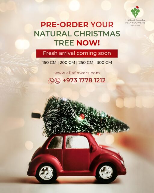 *Pre-order Your Natural Christmas Tree Today!*🎄
Experience the authentic magic of Christmas with fresh, natural trees.
Limited stock available — reserve early to ensure yours is ready for the festivities!
📞 Call us now to secure your holiday centerpiece.

#aliaflowers #PreBookingOpen #NaturalChristmasTree #Christmas2025 #FestiveDecor #HolidayMagic #LimitedStock #OrderEarly #ChristmasVibes #WinterWonderland #CelebrateWithNature #FestiveSeason #freshandbeautiful