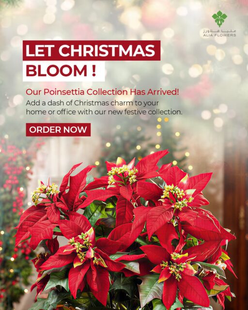 Christmas magic starts with Poinsettias! 🎄❤️
✨ Brighten up your home with the season’s freshest blooms—our new collection is here and ready to celebrate with you. Order now and let festive joy bloom!

#AliaFlowers #PoinsettiaLove #HolidaySeason #ChristmasDecor #Bahrain #Xmas #Christmas2025 #ChristmasTree #ChristmasPlants #christmasbahrain