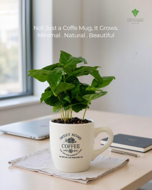 Not just a coffee mug, it actually grows. 🌱
Minimal, natural, and quietly beautiful on any desk.
A tiny touch of green that makes your space feel calmer, or a thoughtful little gift for someone’s day.

#aliaflowers #coffeeplant #plantlovers #minimalstyle #deskdecor