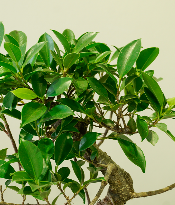 Ever Bonsai - Image 2