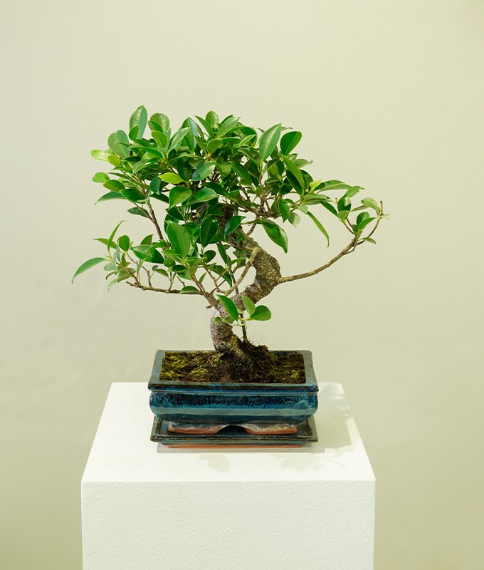 Ever Bonsai