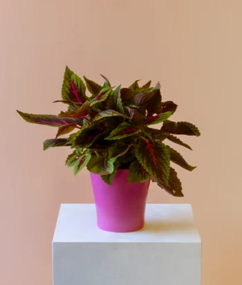 Pink Pulse