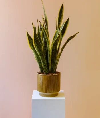 Sansevieria Sanzura