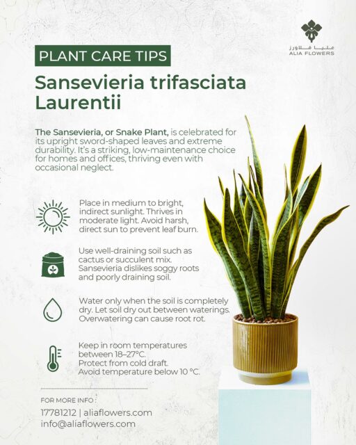 Plant Care Tips 🌱
Low-maintenance? ✔️
Stylish? ✔️
Air-purifying? ✔️

Meet the Snake Plant 🐍💚
With its bold, upright leaves and tough nature, it’s the perfect plant for busy lifestyles.
Water sparingly 💧 → Thrives even with a little “neglect.” 😉
Bright light or low light → Totally adaptable. 🌞🌙

A must-have for homes & offices! ✨

#snakeplant #sansevieria #PlantCareTips #LowMaintenancePlants #IndoorJungle
#AliaFlowers #BahrainPlants #PlantsKSA #plantparentlife