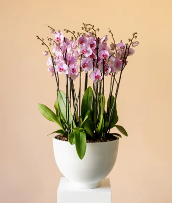 Orchid Opulence