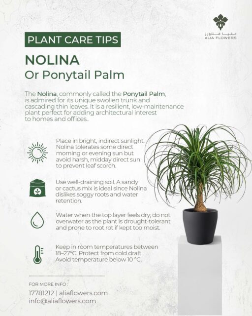 Nolina—aka Ponytail Palm 🌴
An eye-catching, carefree beauty for any space! 💚
Minimal fuss? ✔️
Unique style? ✔️
Drought-tolerant? ✔️

Meet the ultimate low-maintenance plant for busy plant lovers.
Don't be fooled by the name—it's not a true palm, but a striking succulent with a bulbous trunk and flowing leaves.
Happy in bright, indirect light and forgiving if watering slips your mind!

Make every room stand out with this sculptural showpiece. 🌿✨
#aliaflowers #aliaflowersksa #Nolinaplant #plantcaretips #PonytailPalm #PlantCareTips #IndoorPlants #LowMaintenancePlants #SucculentStyle
#AliaFlowers #BahrainPlants #PlantsKSA #plantparentlife