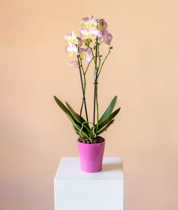 Orchid Whisper