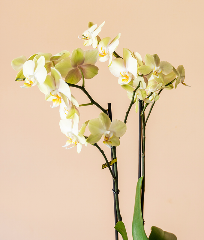 Heavenly Blossom - Image 2