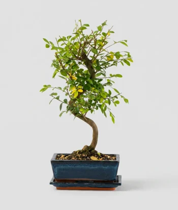 Bonsai