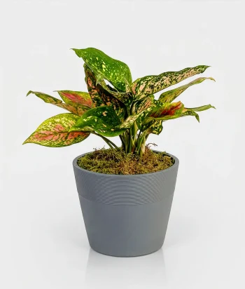 Red Aglaonema