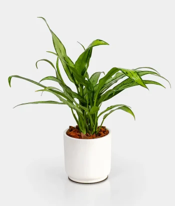 Aglaonema