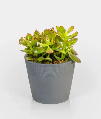 Jade plant