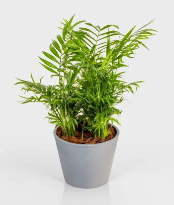 Parlor Palm