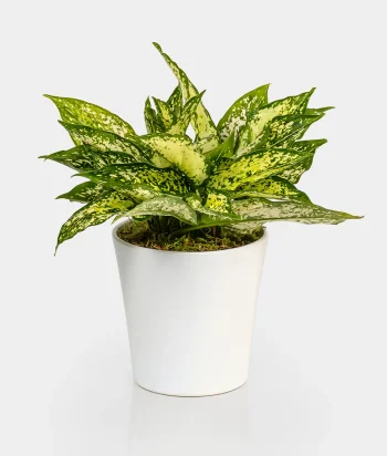 Aglaonema