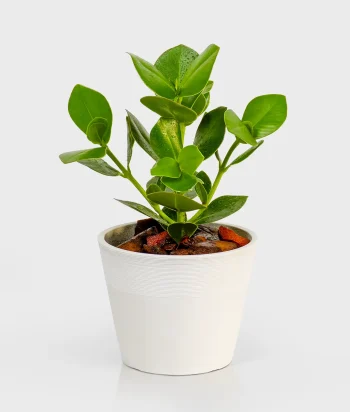 clusia plant