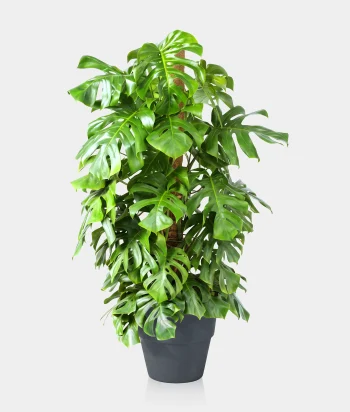 Monstera plant in ceramic pot – Alia Flowers Bahrain